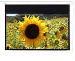 Optoma DE-GWII9106E 106 Inch GrayWolfII Motorized 1.8 Gain Projector Screen Gray Based